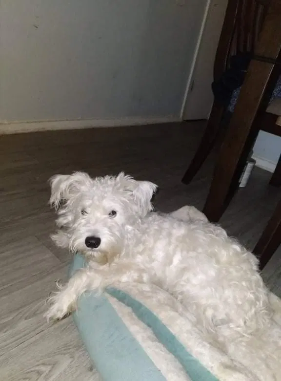 Lost dog in Dallas, TX, 75238