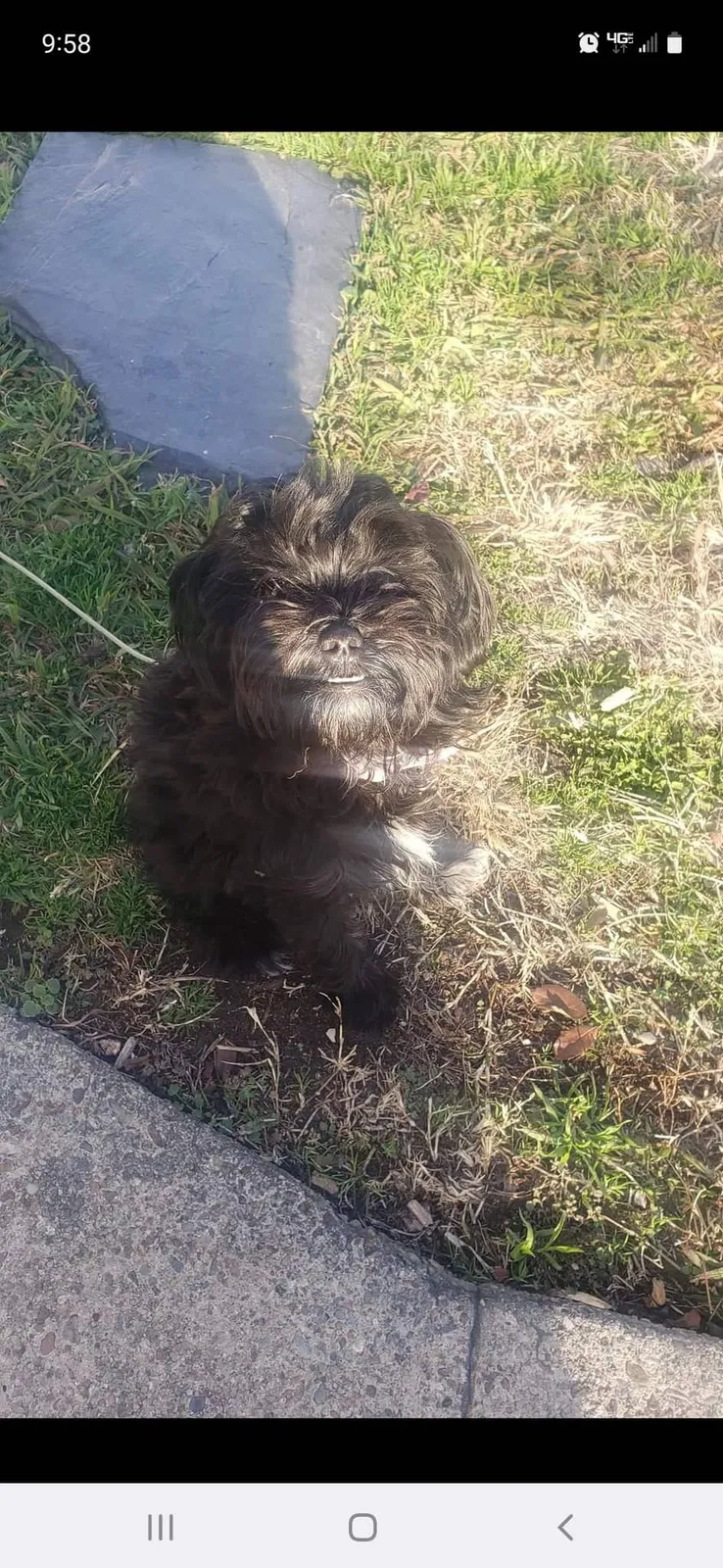 Lost dog in Henrico, VA, 23231