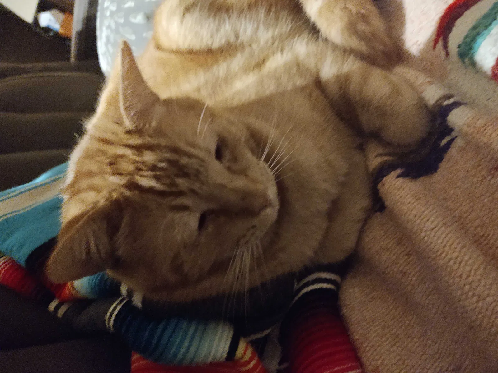 Lost cat in Chandler, AZ, 85225