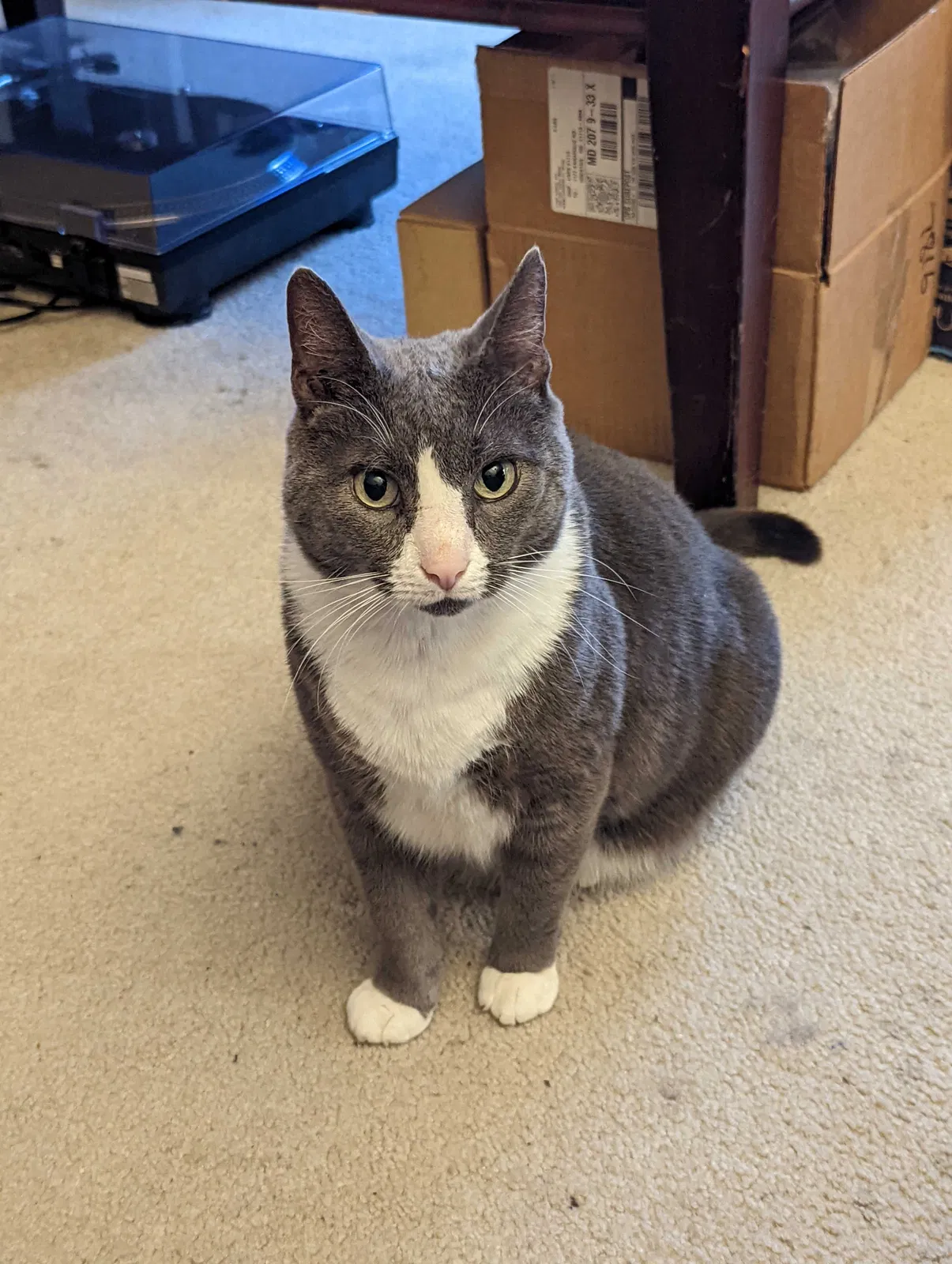 Lost cat in Odenton, MD, 21113
