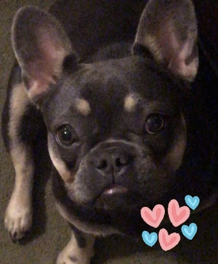 Lost dog in Riverside, CA, 92501