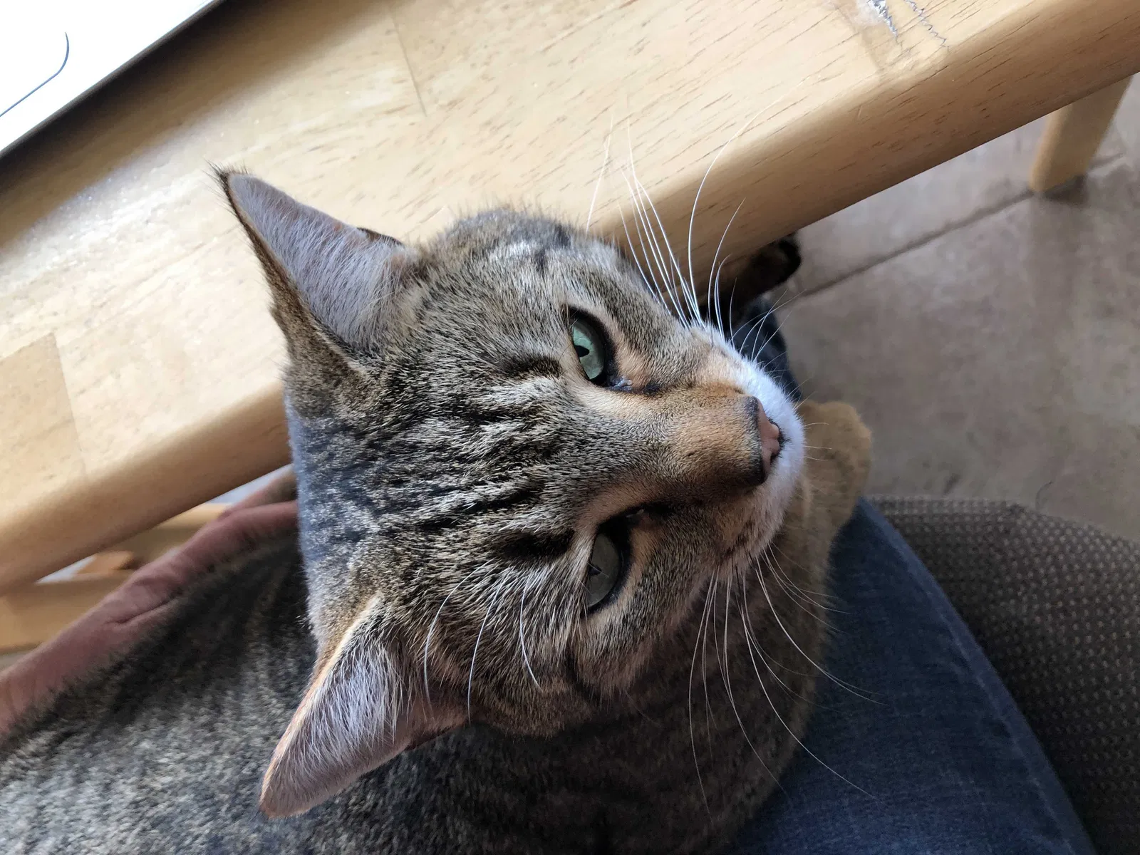 Lost cat in Newton, NC, 28658