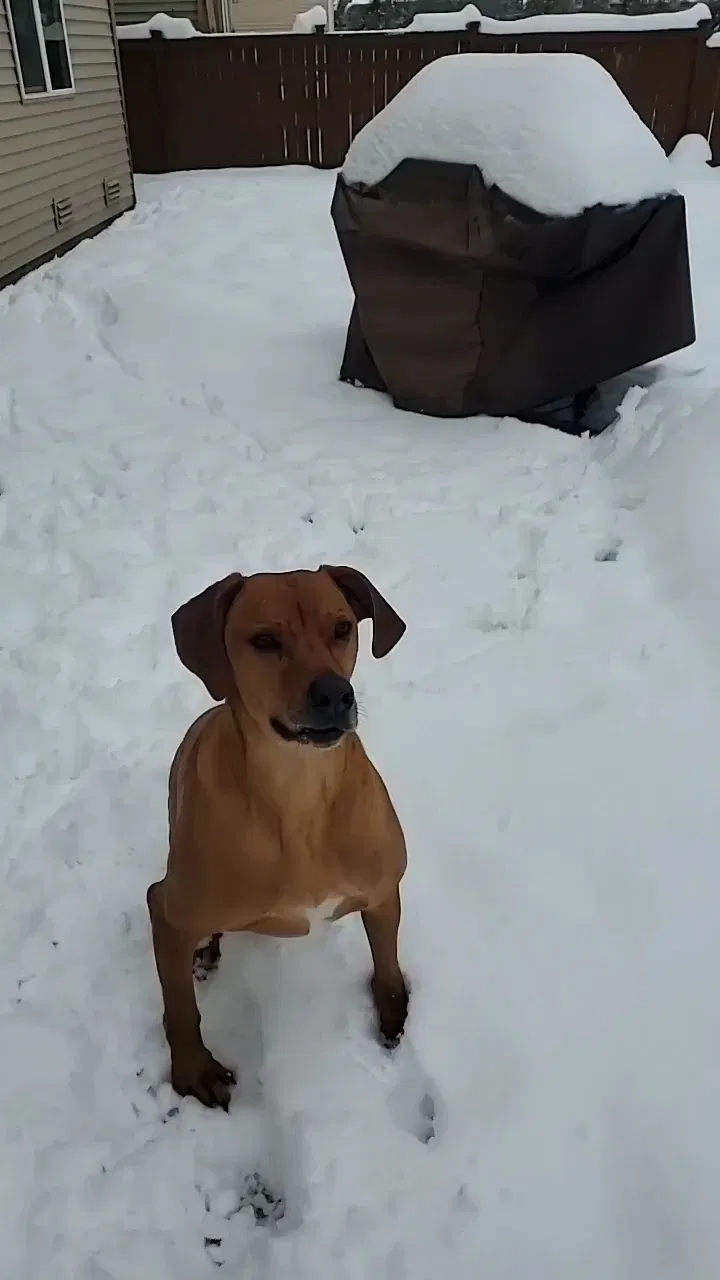 Lost dog in Fort Knox, KY, 40121