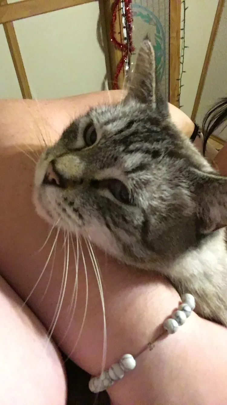 Lost cat in Mission, TX, 78573