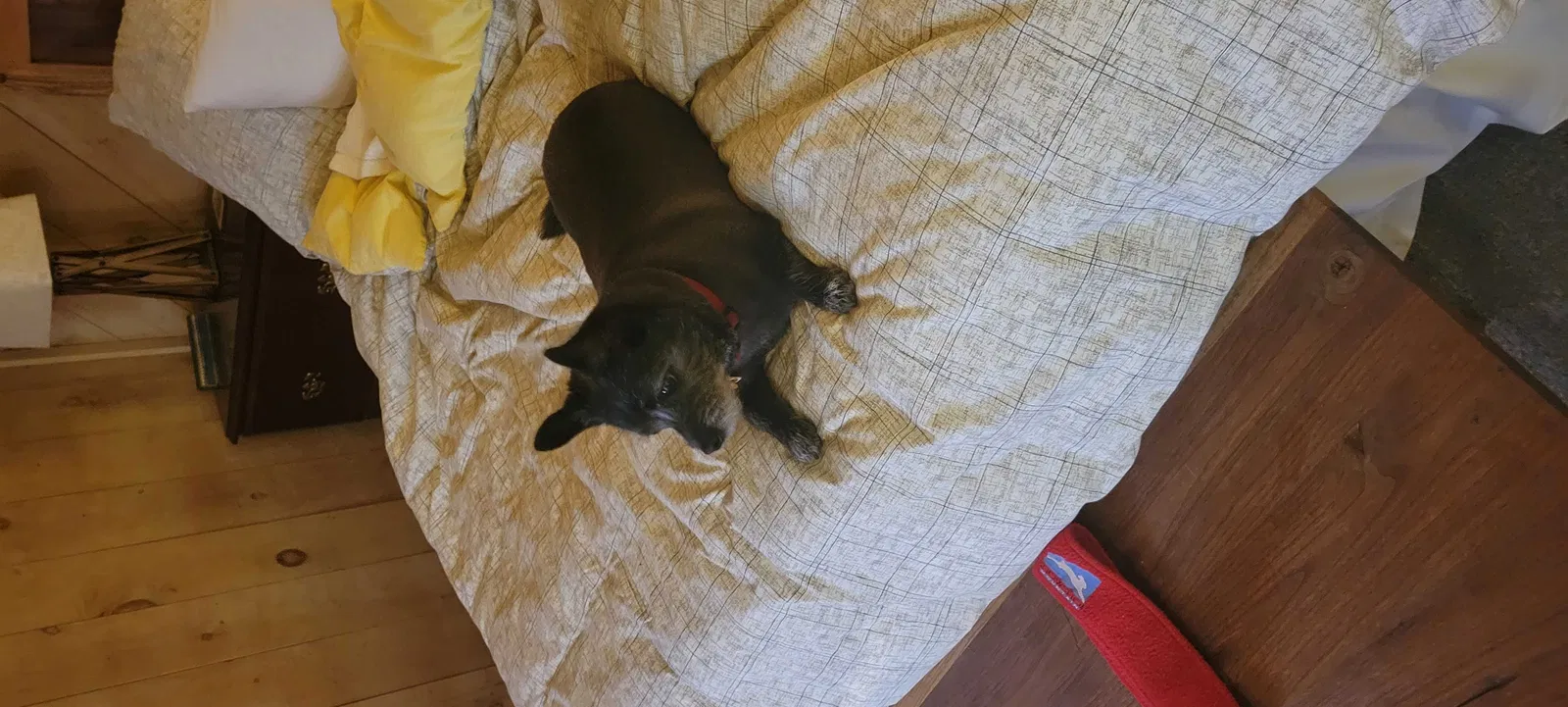 Lost dog in Granite Falls, NC, 28630