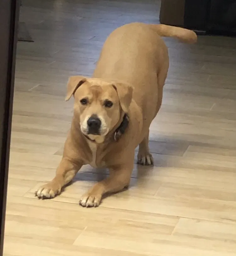 Lost dog in Katy, TX, 77450