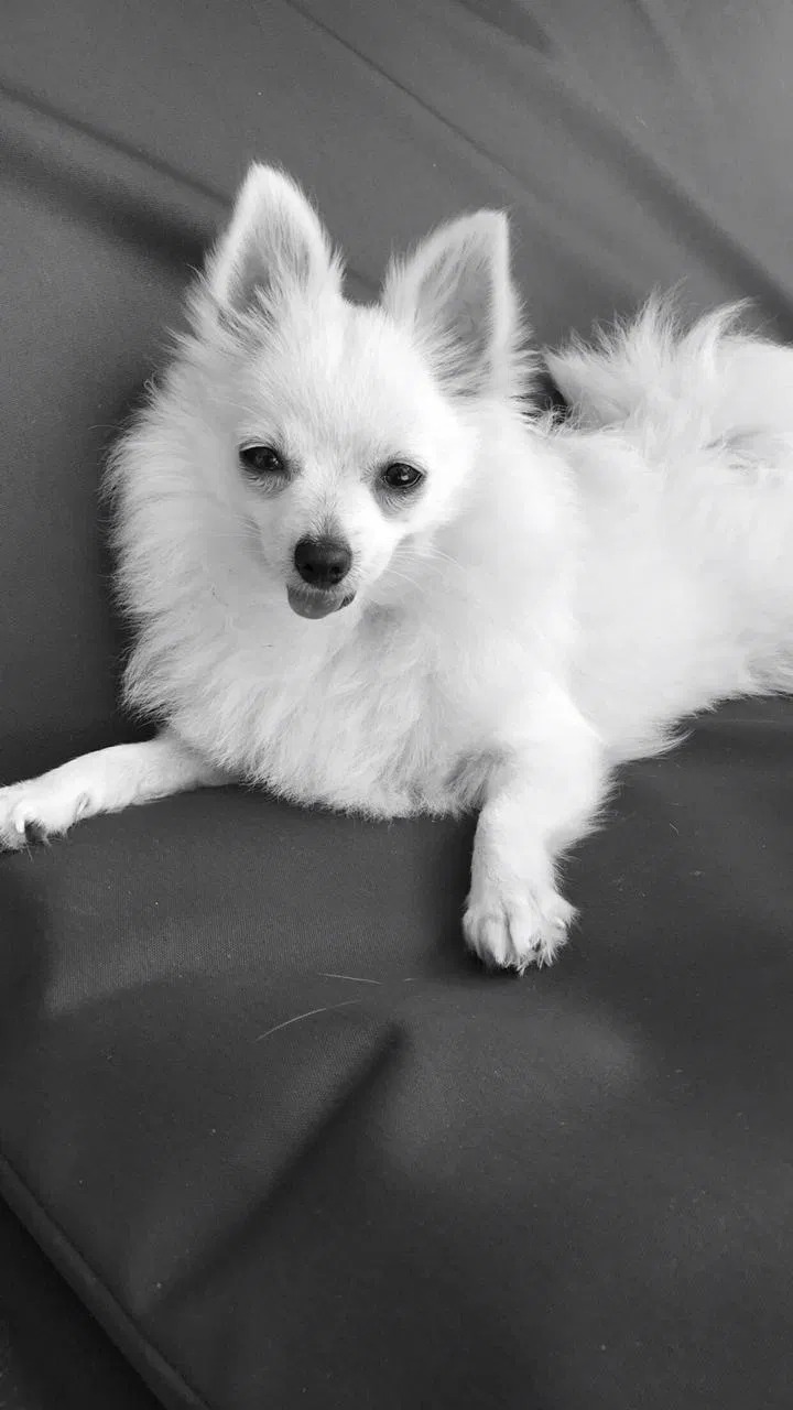 Lost dog in New Haven, CT, 6519