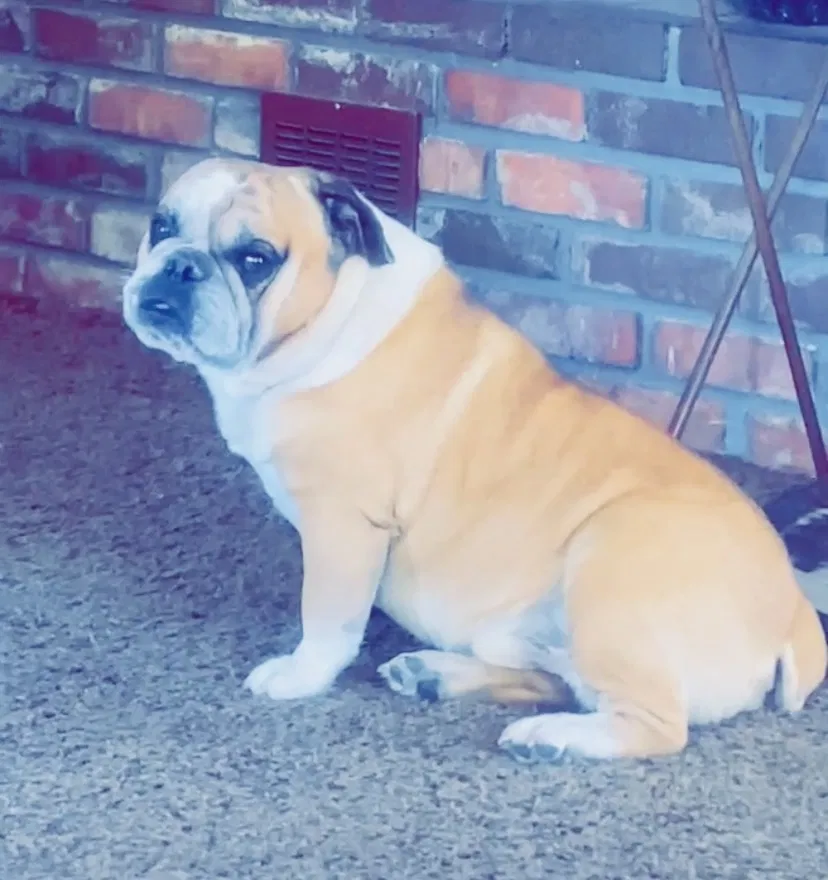 Lost dog in Tucson, AZ, 85714