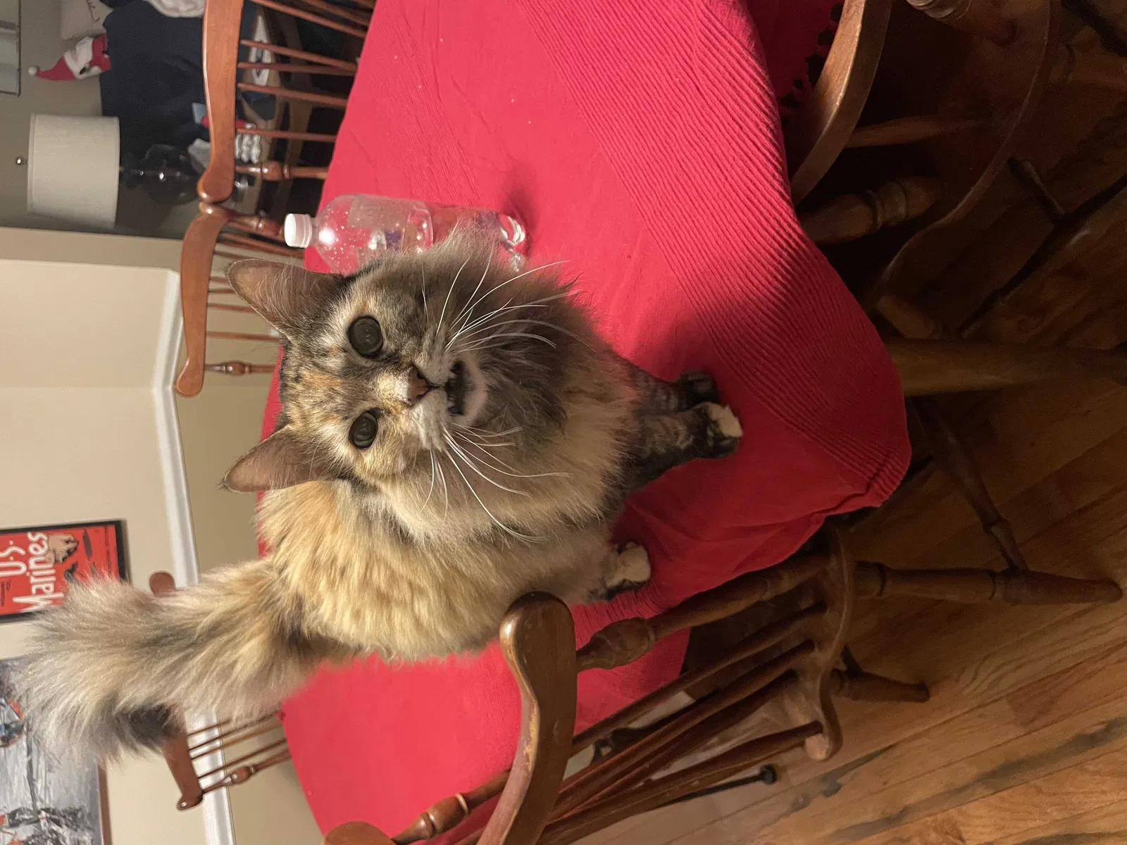 Lost cat in Lutherville Timonium, MD, 21093