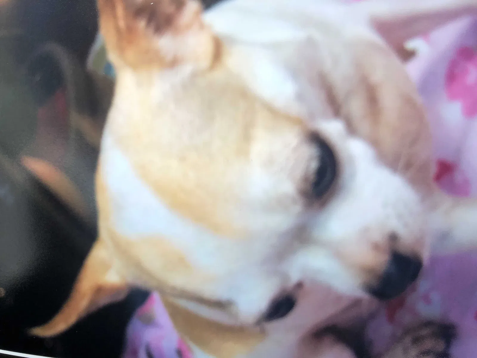Lost dog in Homestead, FL, 33033