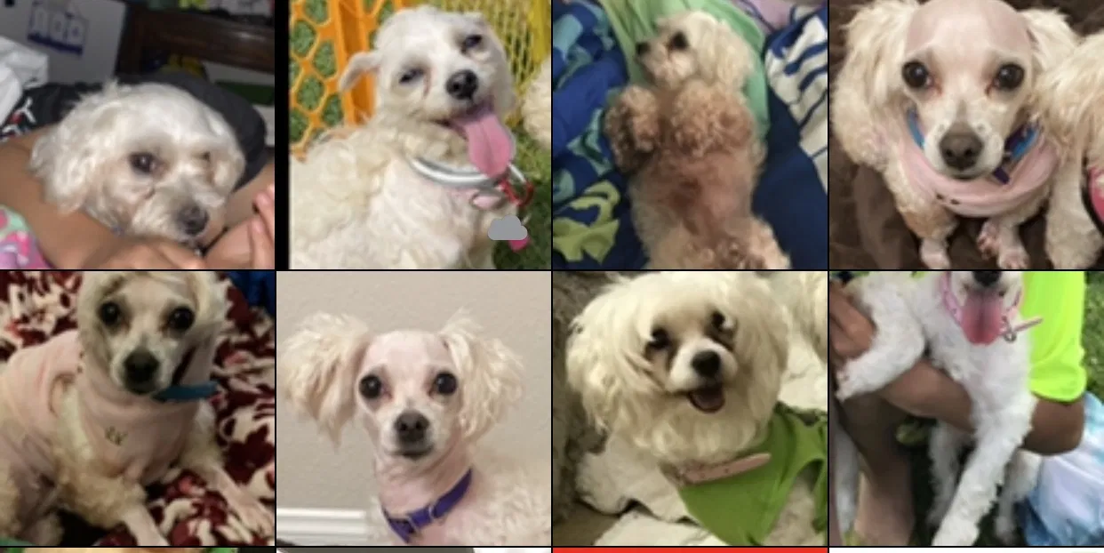 Lost dog in Oxnard, CA, 93030