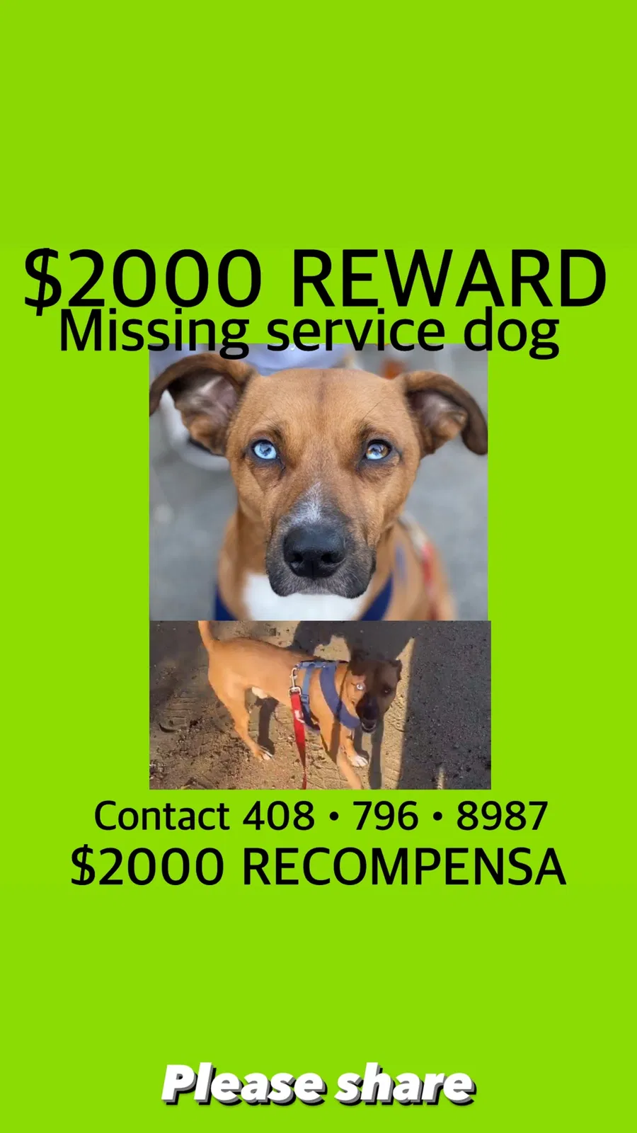 Lost dog in Merced, CA, 95340