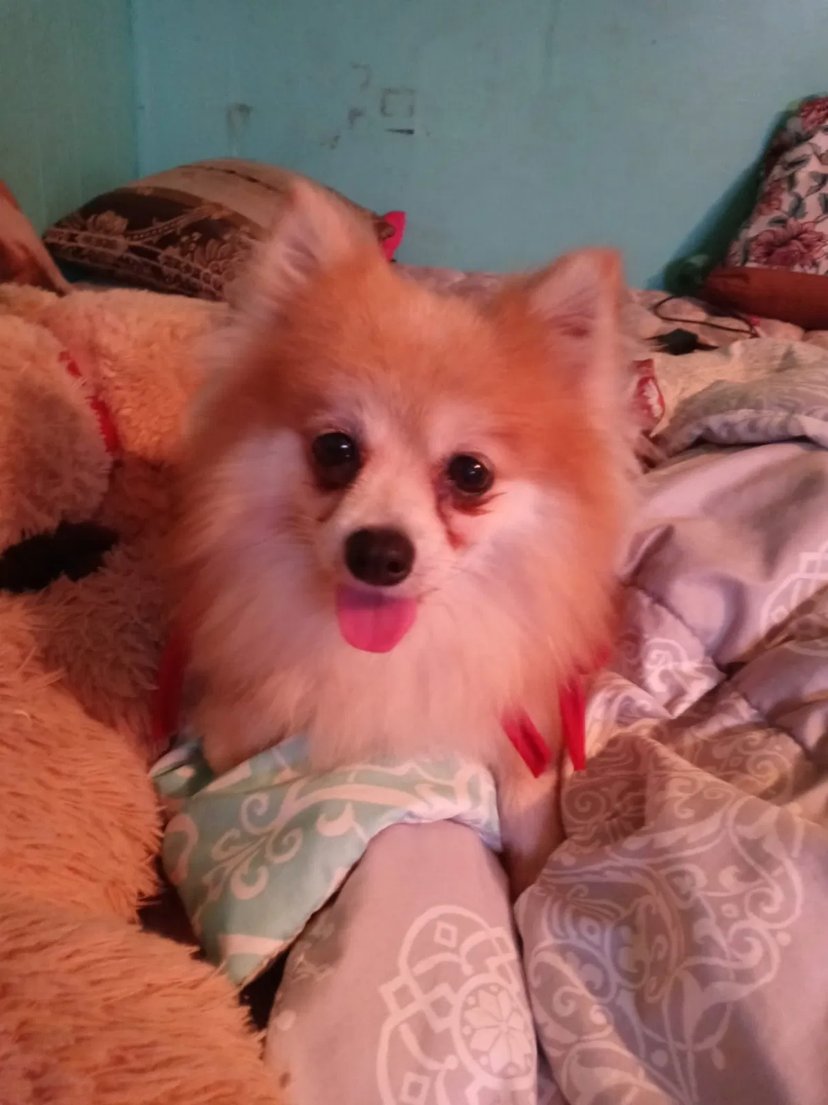 Lost dog in Mission, TX, 78574