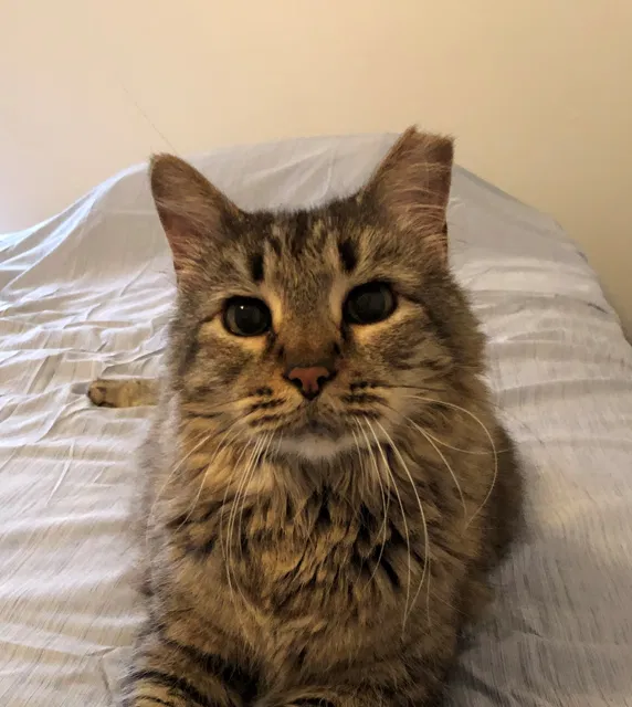 Lost cat in Lafayette, LA, 70508
