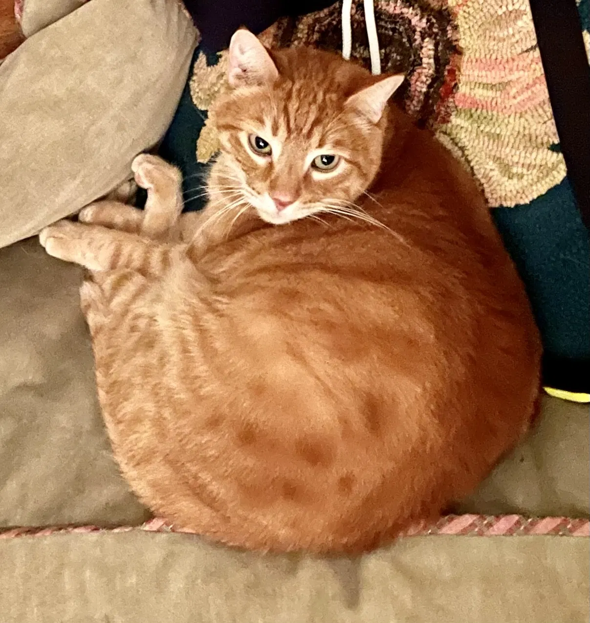 Lost cat in Huntington Beach, CA, 92649