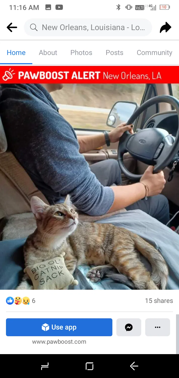 Lost cat in New Orleans, LA, 70130