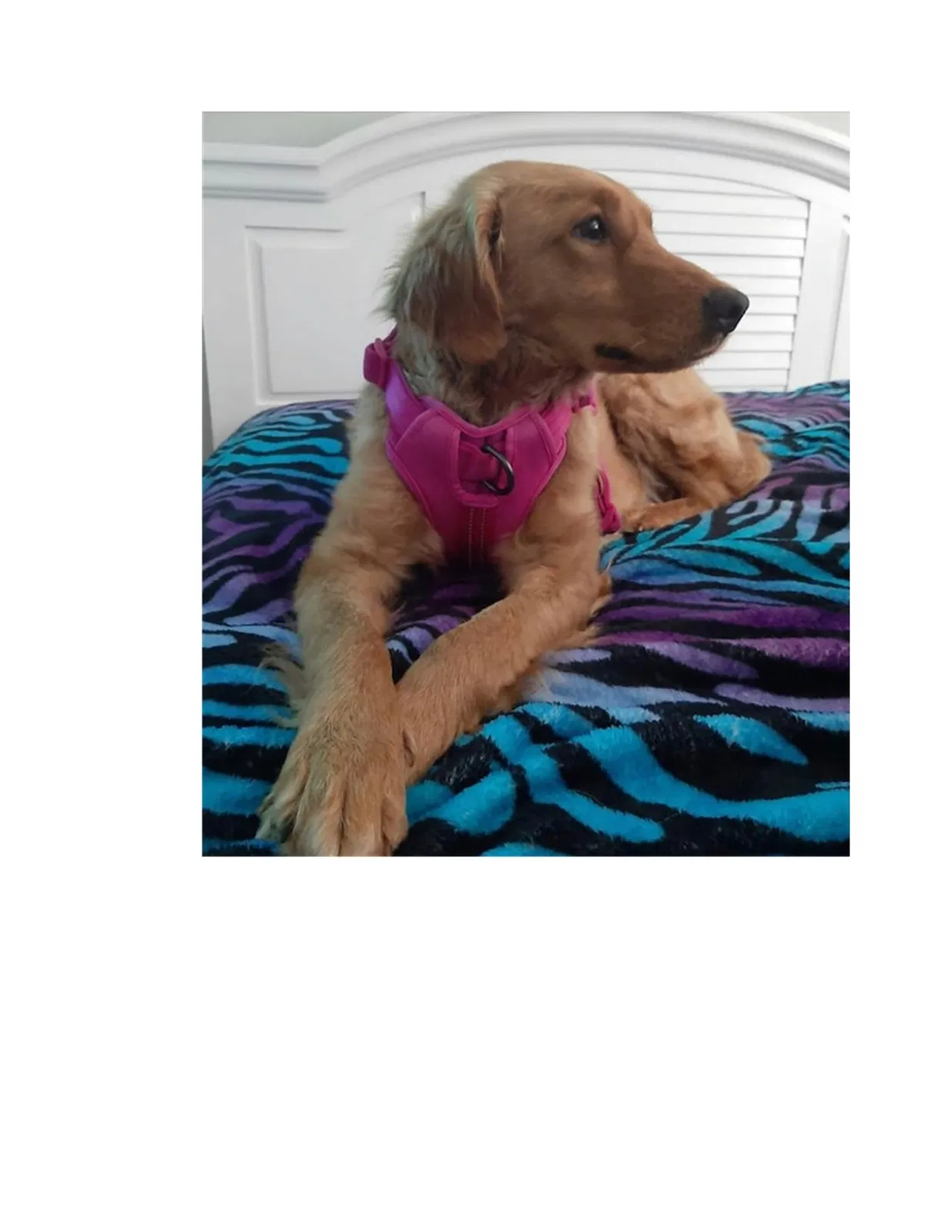Lost dog in Anderson, SC, 29625
