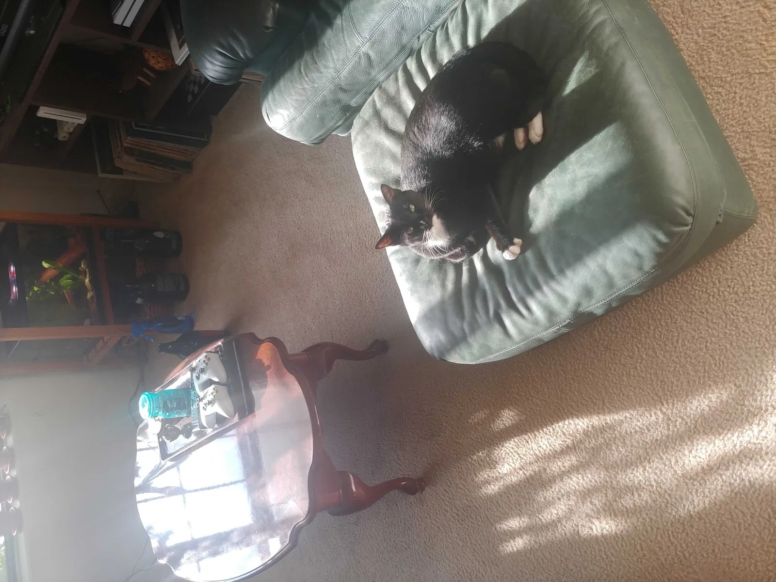 Lost cat in Olathe, KS, 66062