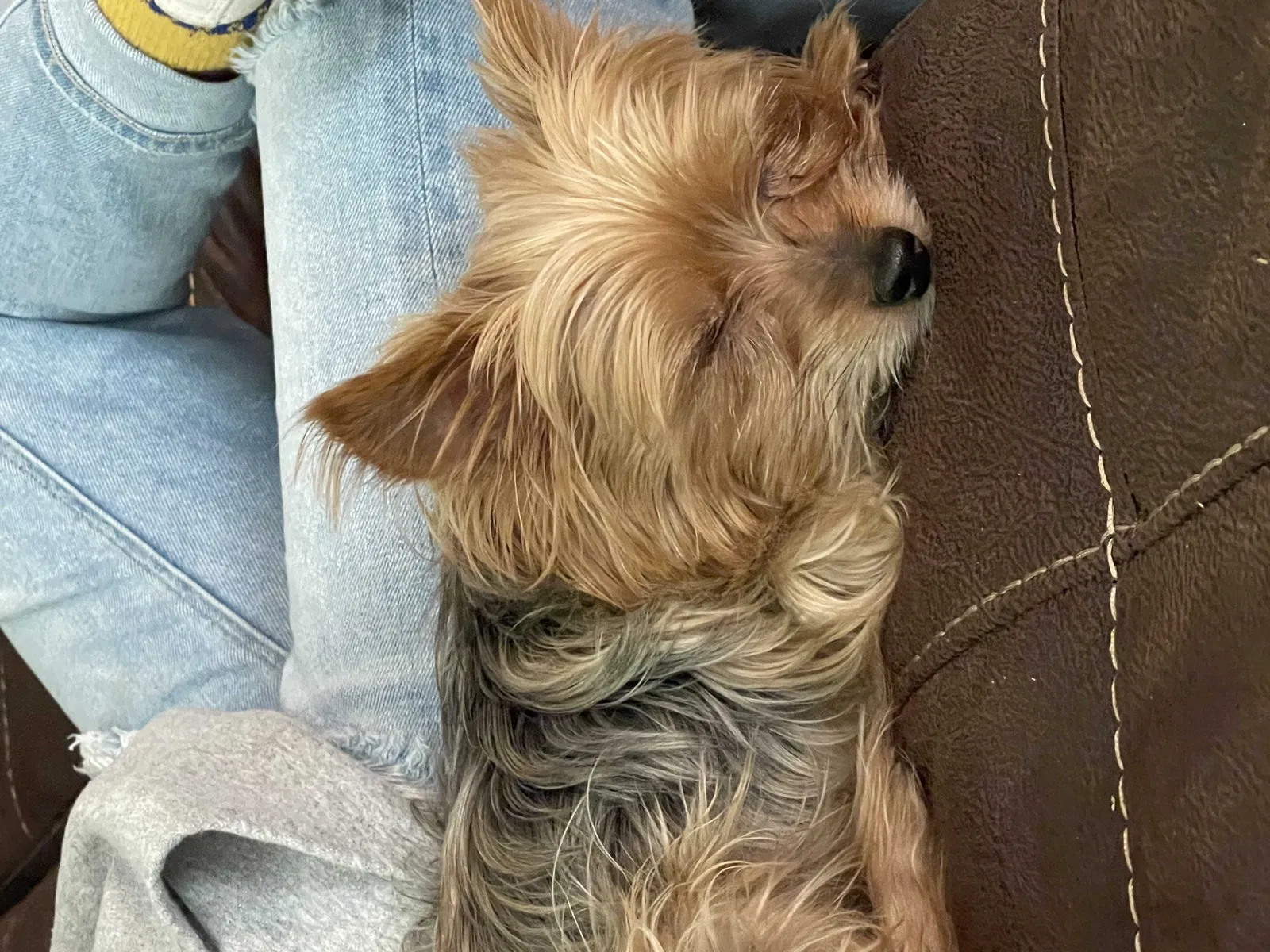 Lost dog in San Antonio, TX, 78217