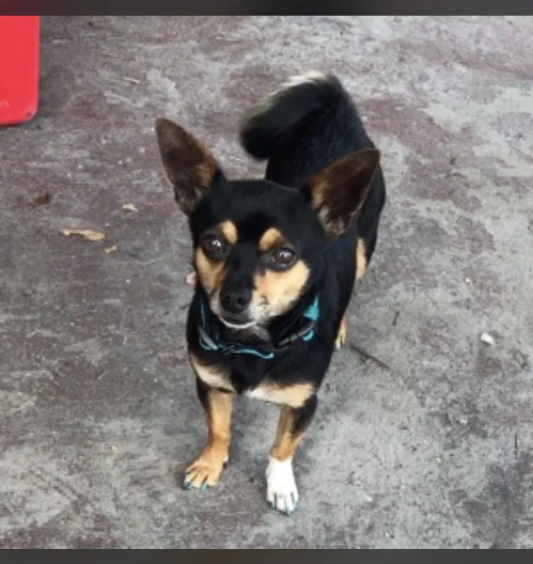 Lost dog in Okeechobee, FL, 34974