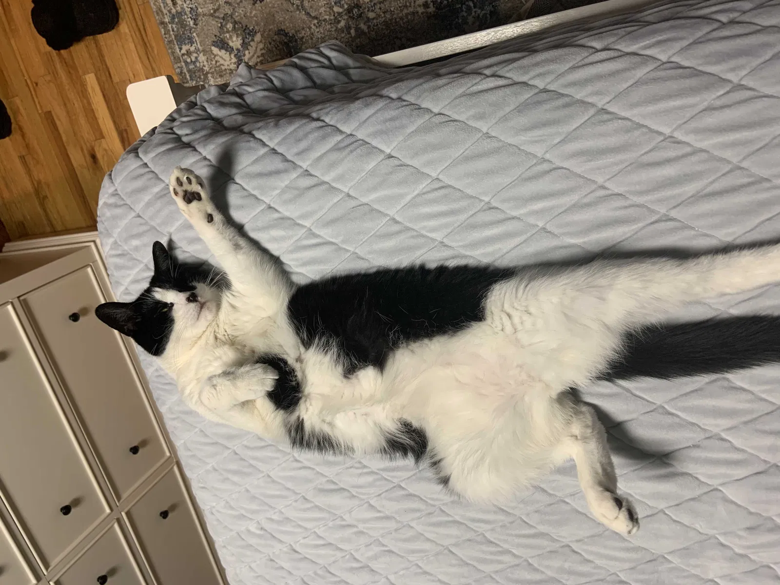 Lost cat in Newark, NJ, 7105