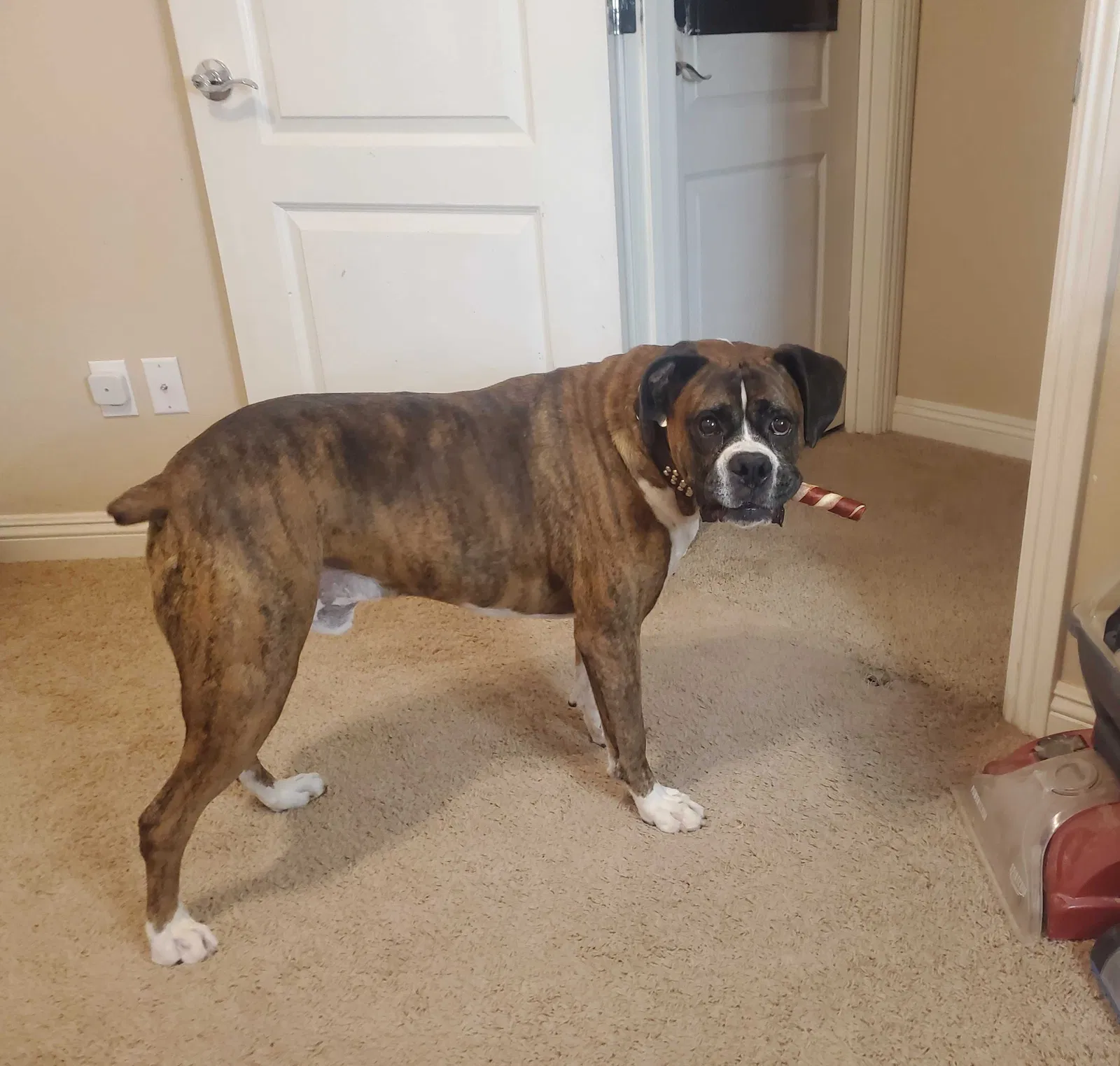 Lost dog in Pahrump, NV, 89048