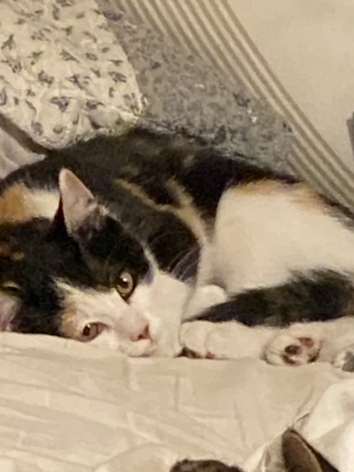 Lost cat in Oklahoma City, OK, 73115