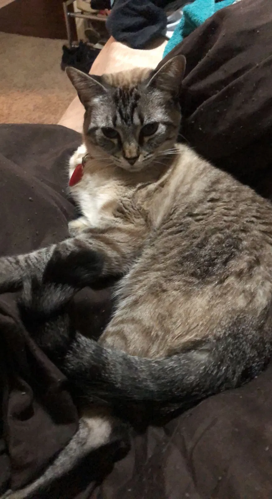Lost cat in Houston, TX, 77089