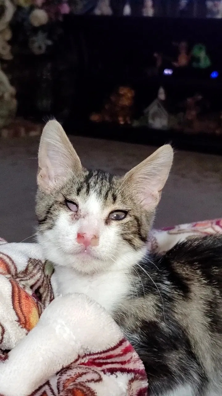 Lost cat in Fresno, CA, 93711