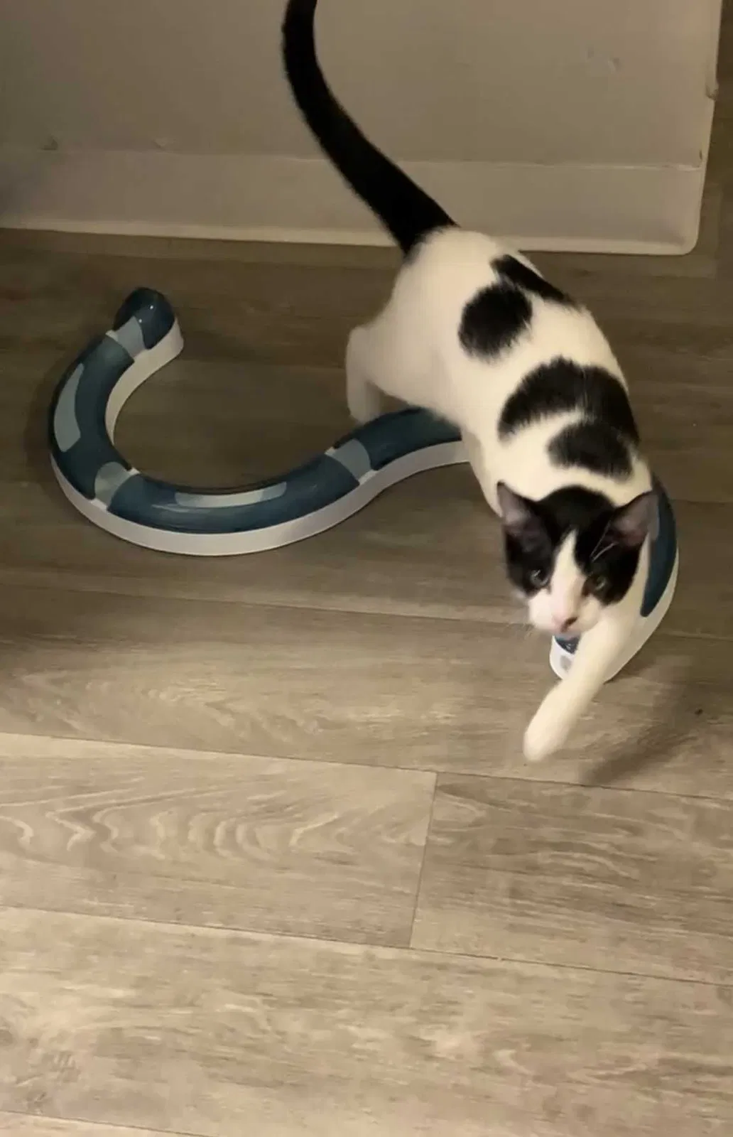 Lost cat in Glendale, AZ, 85306