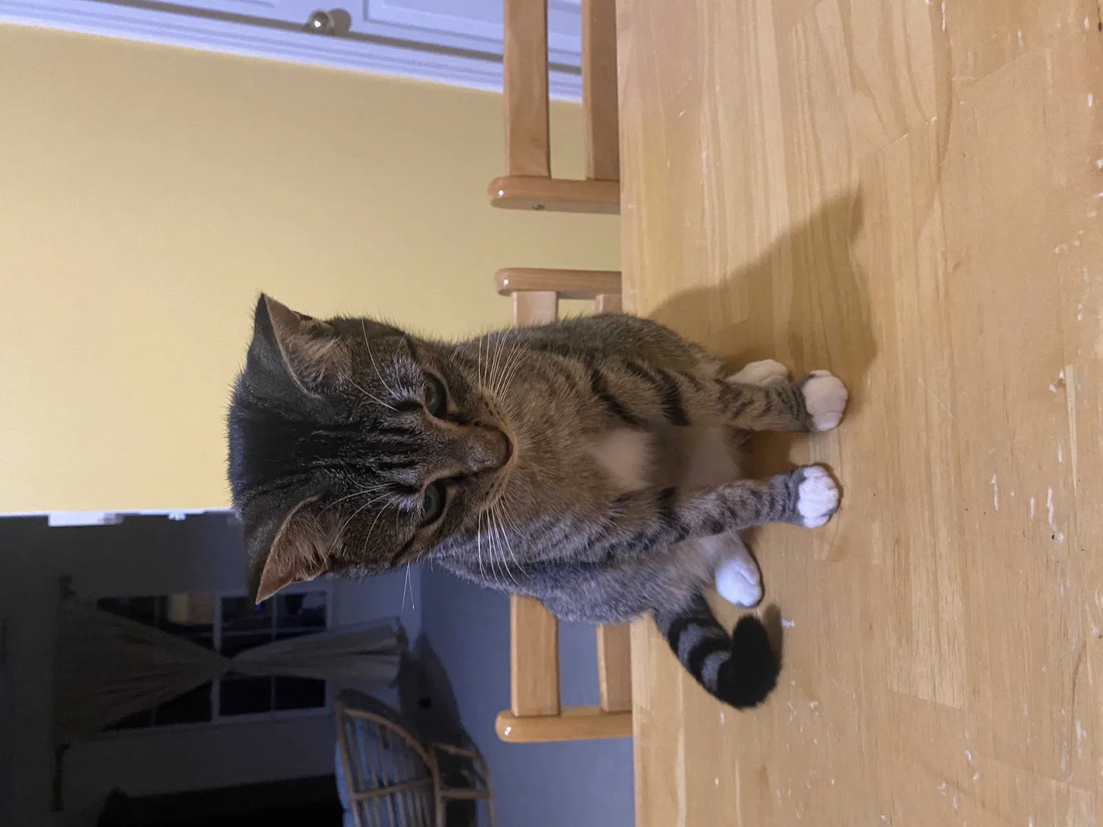 Lost cat in Indianapolis, IN, 46241