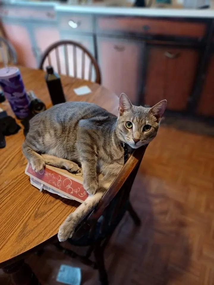 Lost cat in De Mossville, KY, 41033