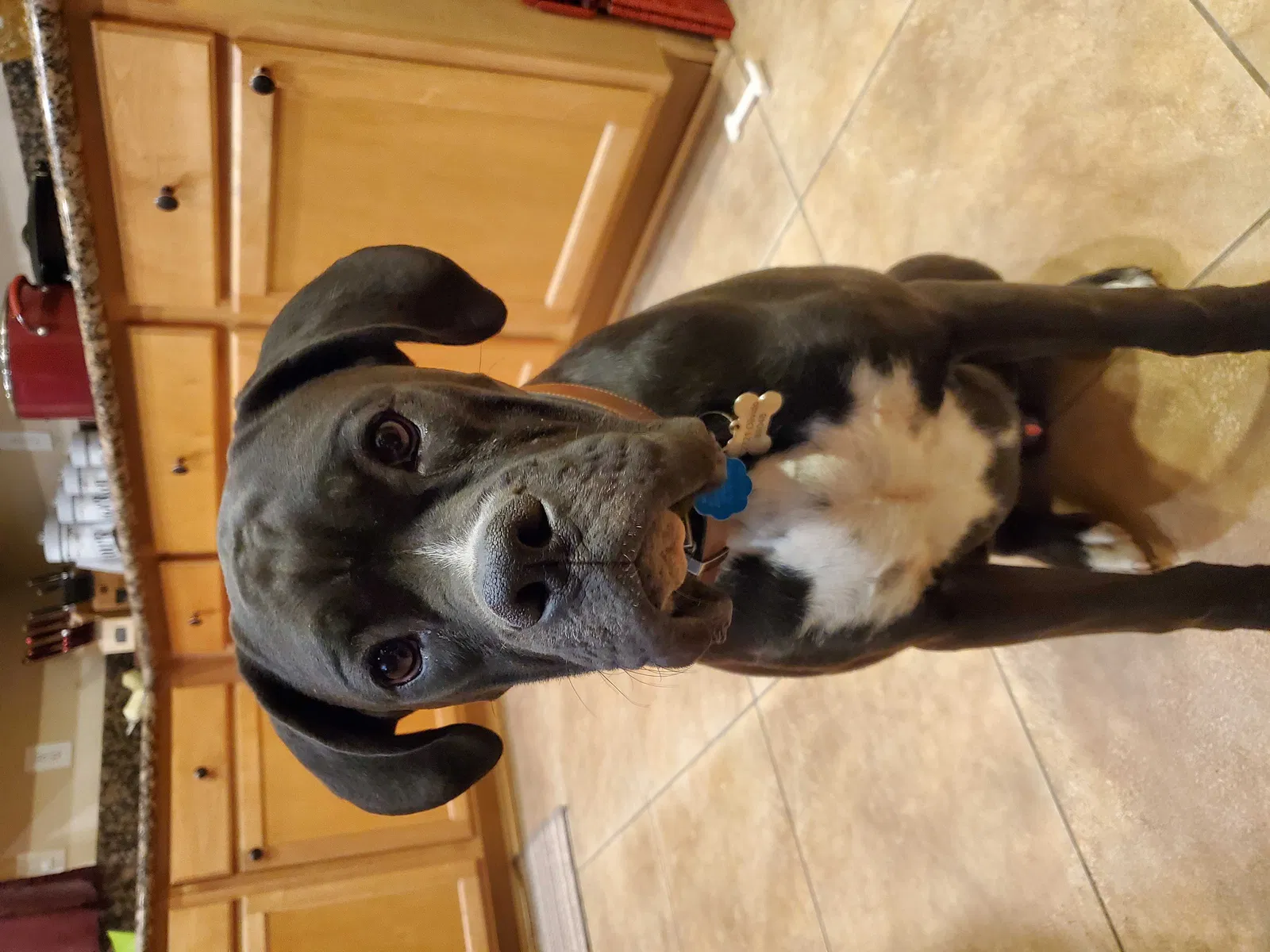 Lost dog in Pahrump, NV, 89048