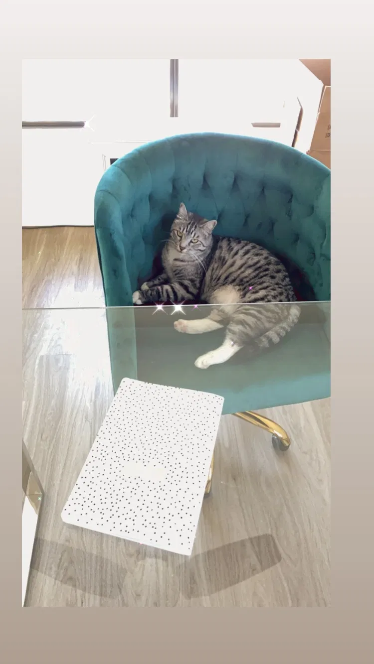 Lost cat in Phoenix, AZ, 85012
