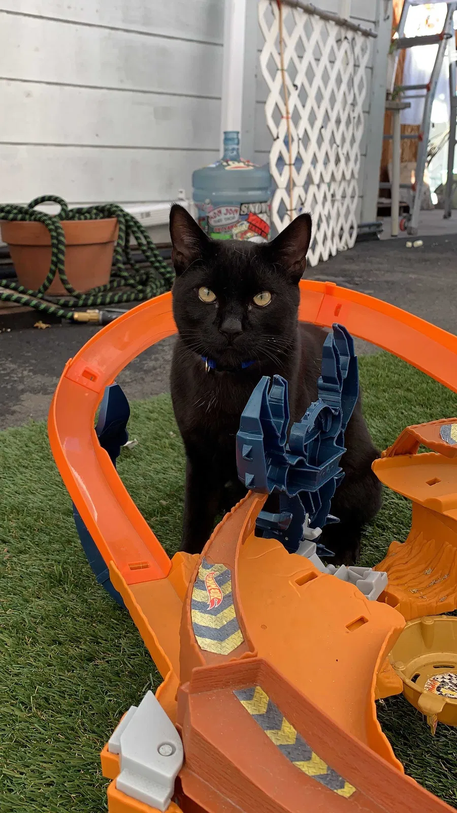 Lost cat in San Mateo, CA, 94403