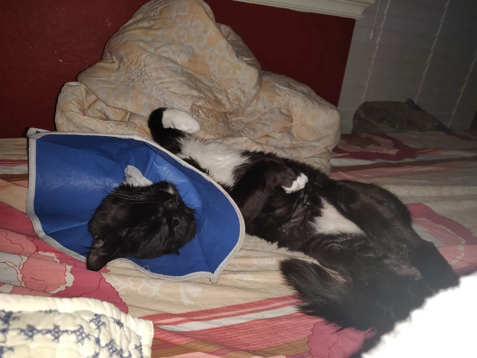 Lost cat in Garland, TX, 75044