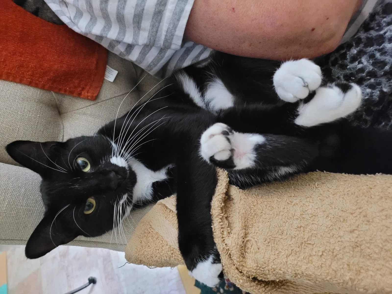 Lost cat in Fort Lauderdale, FL, 33328