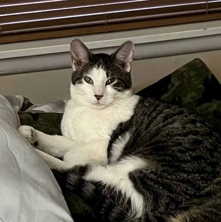 Lost cat in Sand Springs, OK, 74063