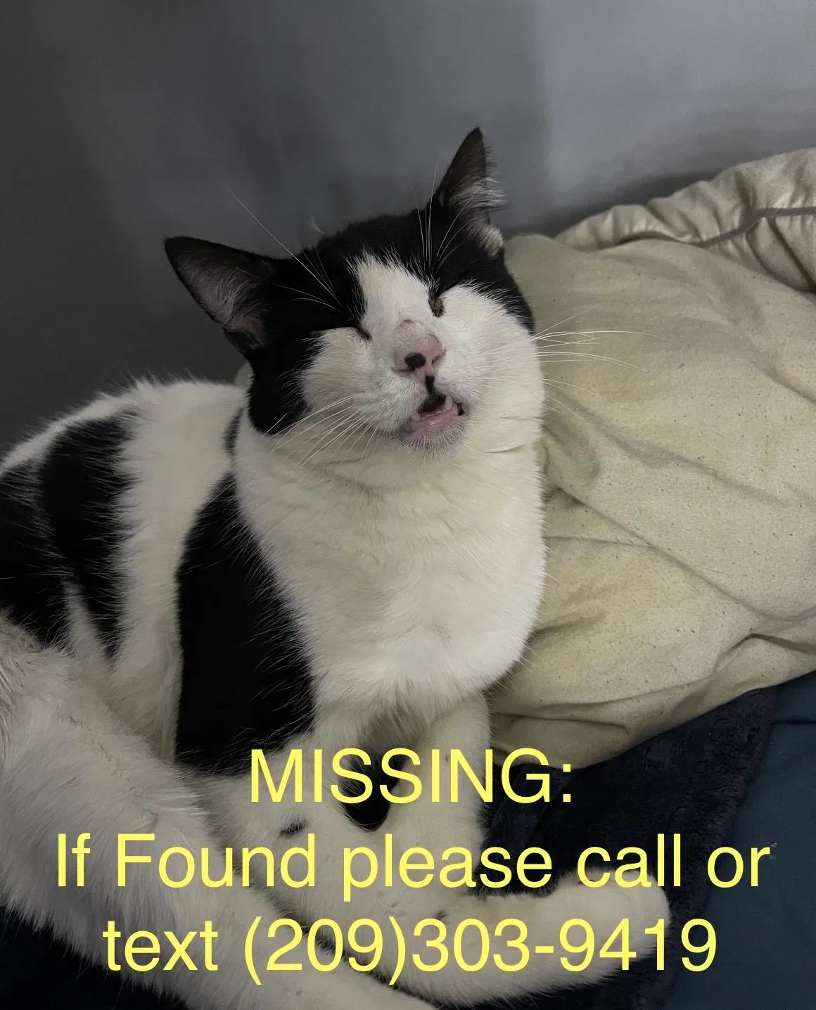 Lost cat in Modesto, CA, 95351
