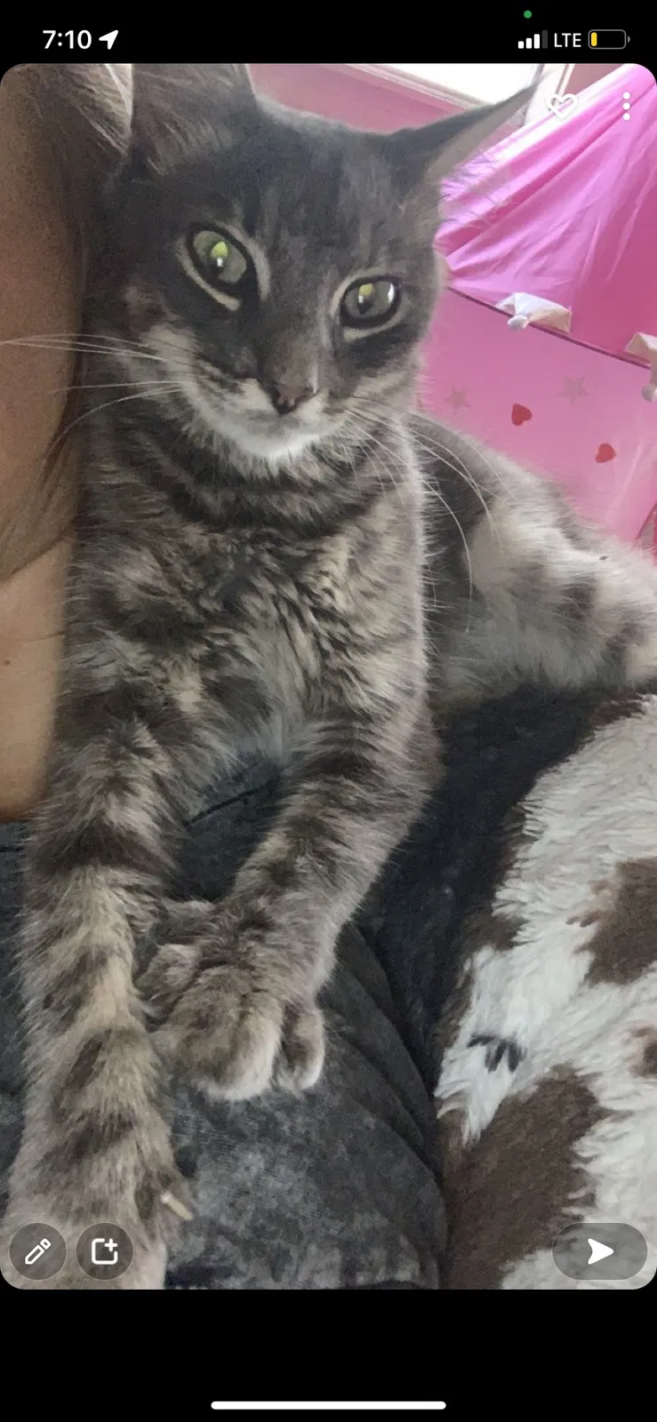 Lost cat in Saint Augustine, FL, 32092