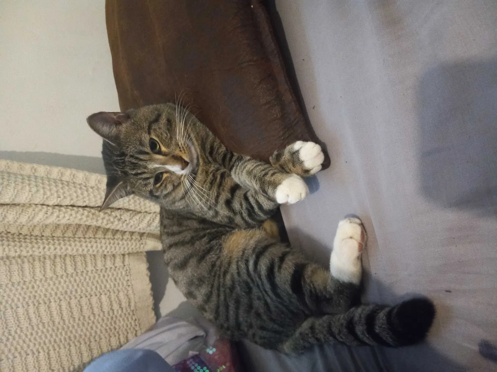 Lost cat in Long Beach, CA, 90813