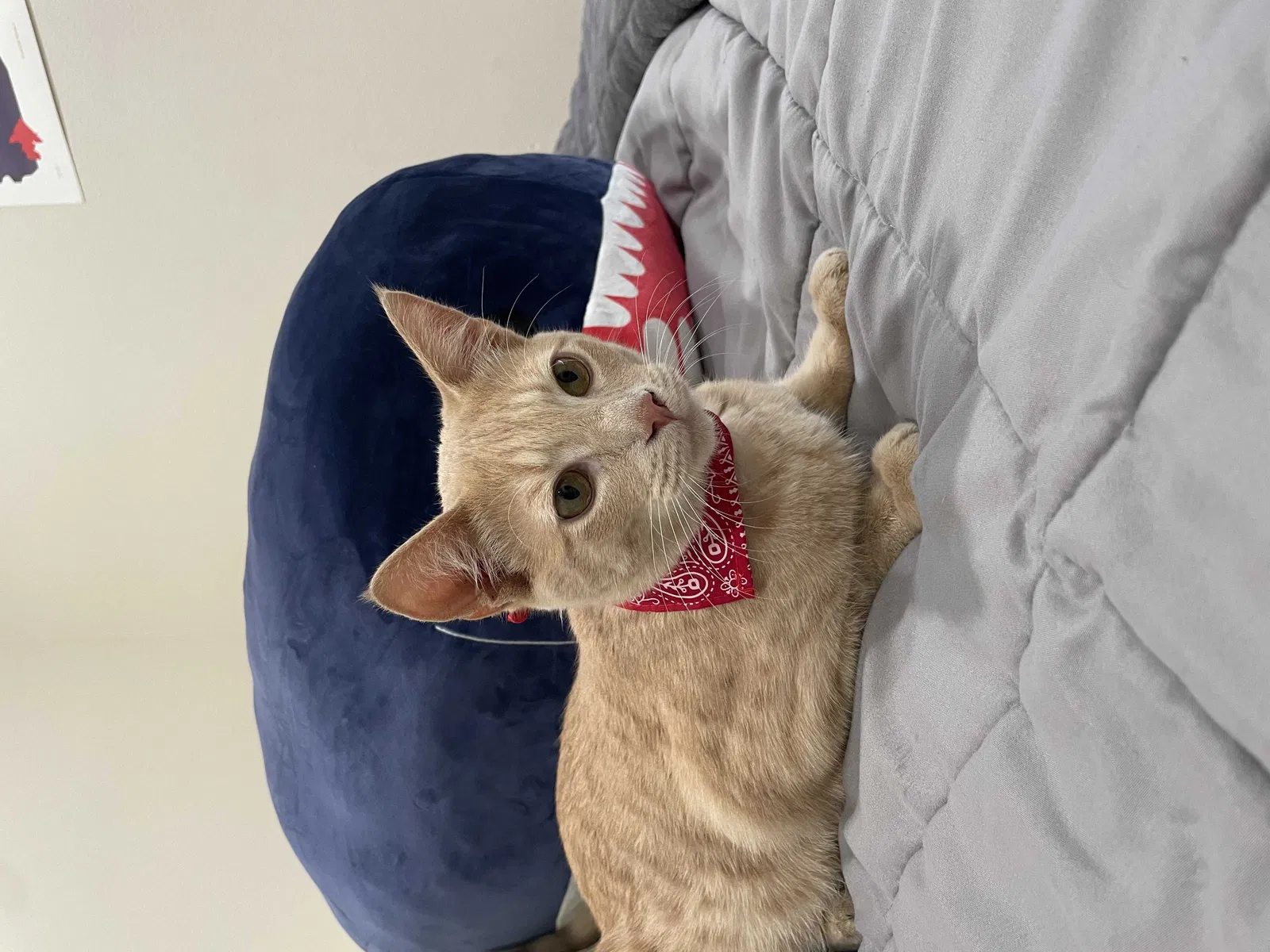 Lost cat in Irvine, CA, 92602