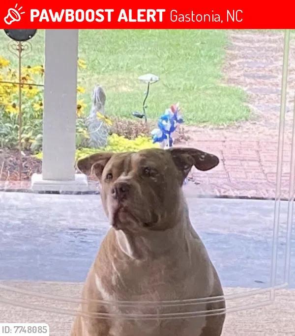 Lost dog in Gastonia, NC, 28052