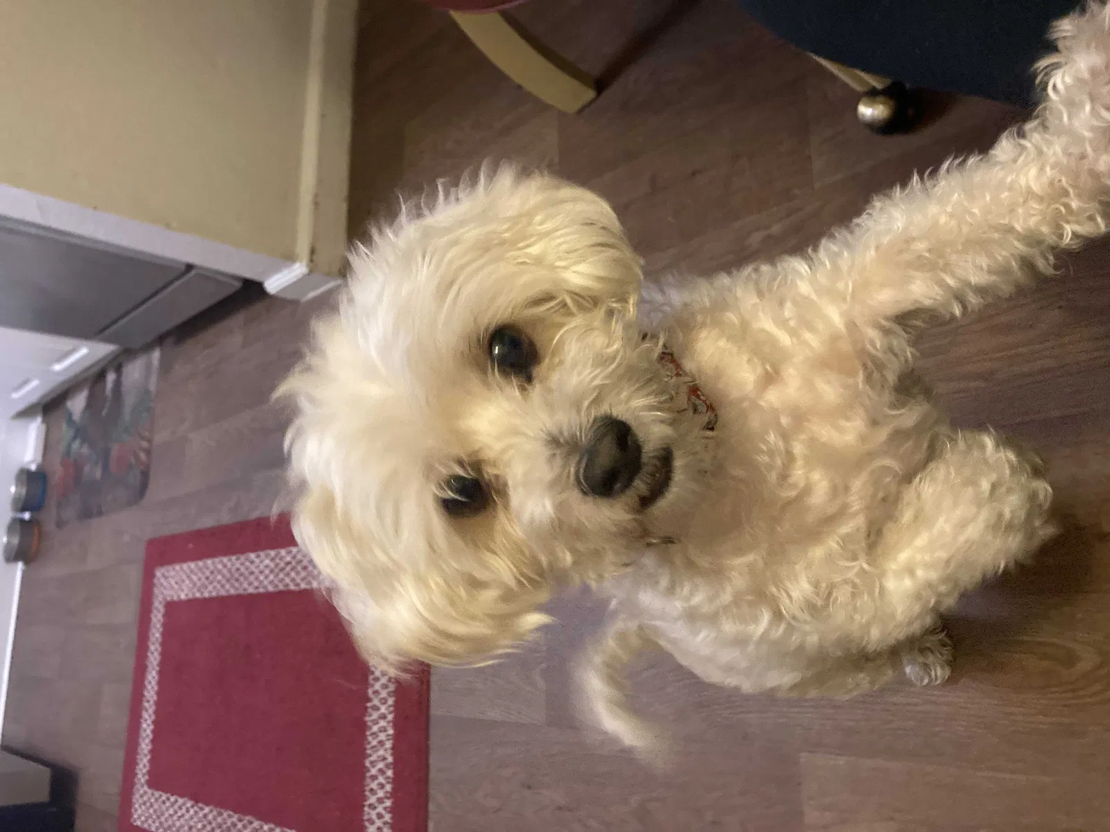 Lost dog in Phoenix, AZ, 85022
