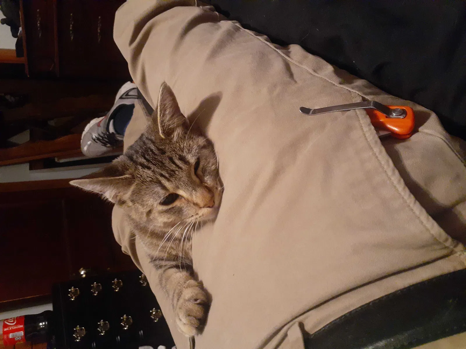 Lost cat in Council Bluffs, IA, 51503