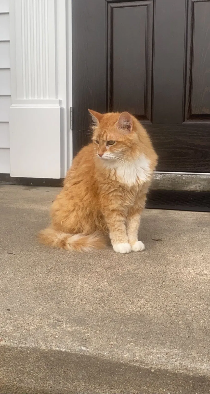 Lost cat in Corpus Christi, TX, 78412