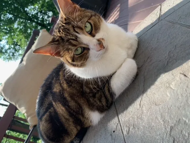 Lost cat in Mahwah, NJ, 7430