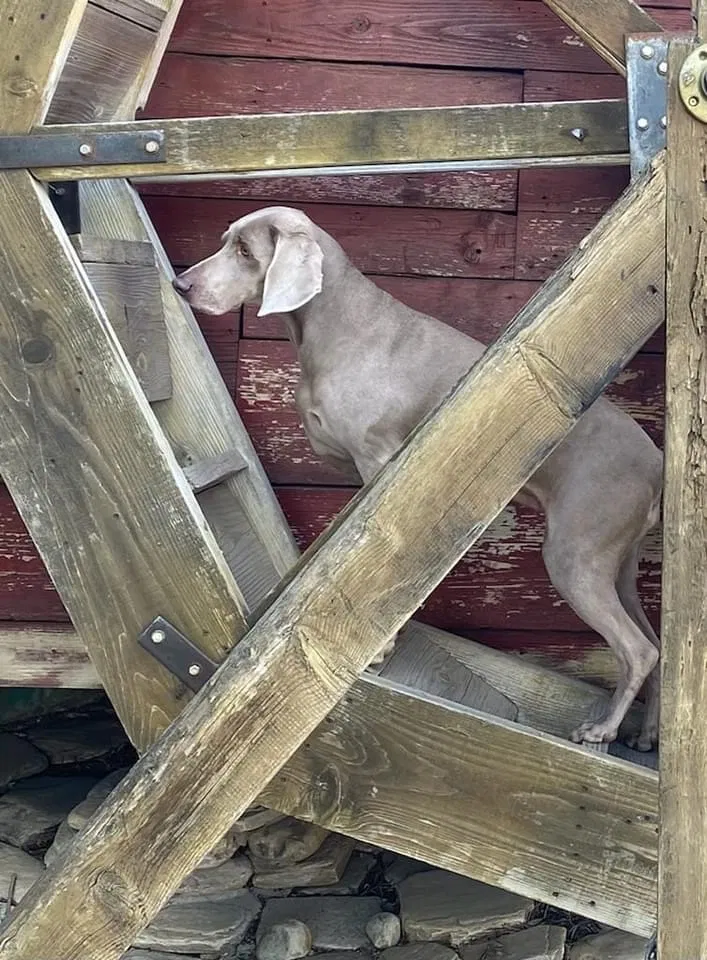 Lost dog in Stevinson, CA, 95374