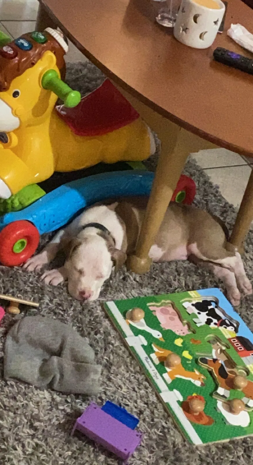 Lost dog in Merritt Island, FL, 32953