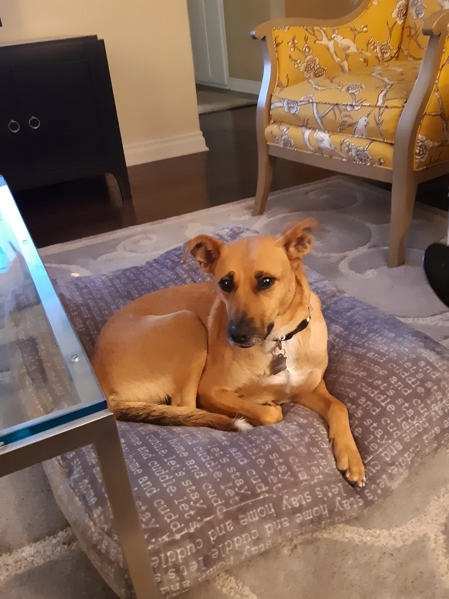 Found dog in Costa Mesa, CA, 92626